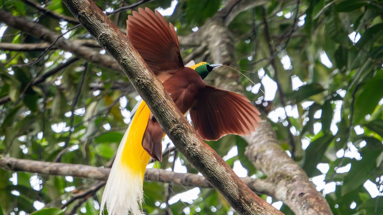 Raja Ampat Part 4: Bird watching Kasulala forest, Sorong Regency