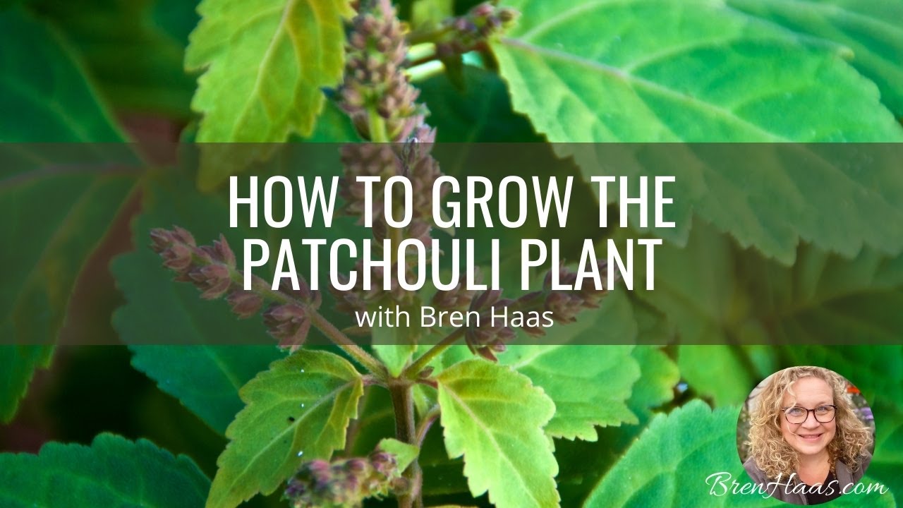 Patchouli Herb in My Home Garden