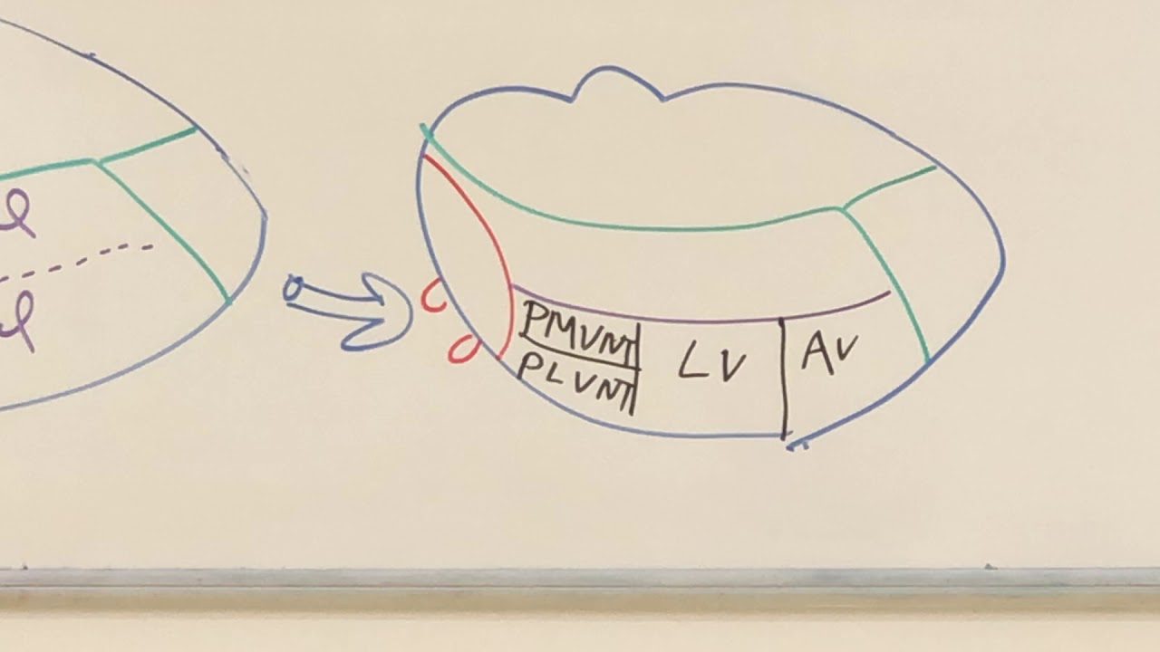 Thalamic nuclei (Neuroanatomy 25)