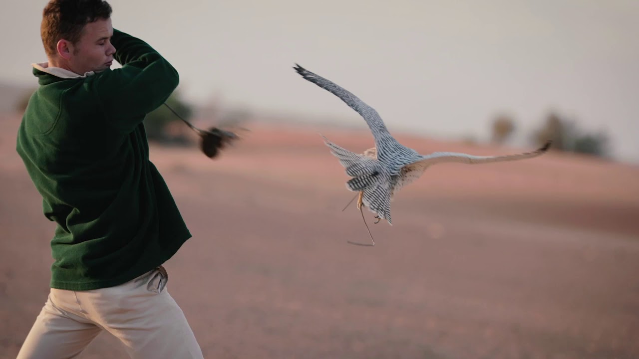 Travel Guide Dubai, United Arab Emirates - Dubai Falcons