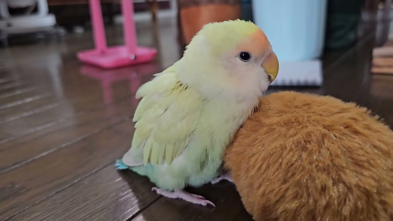 会長の気だるい午後 #lovebirds