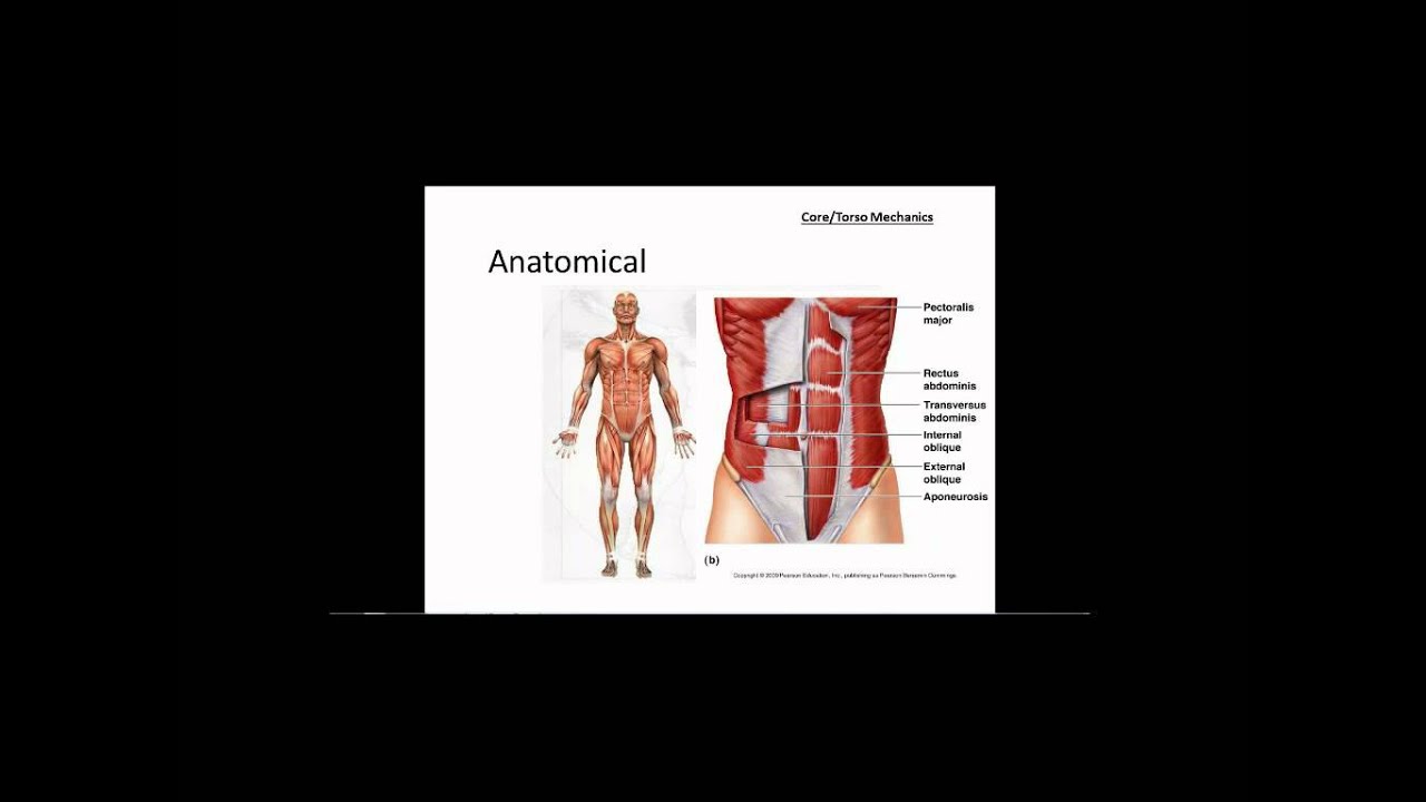 Baseball - Introduction to the Biomechanics of Hitting: Torso Core Mechanics