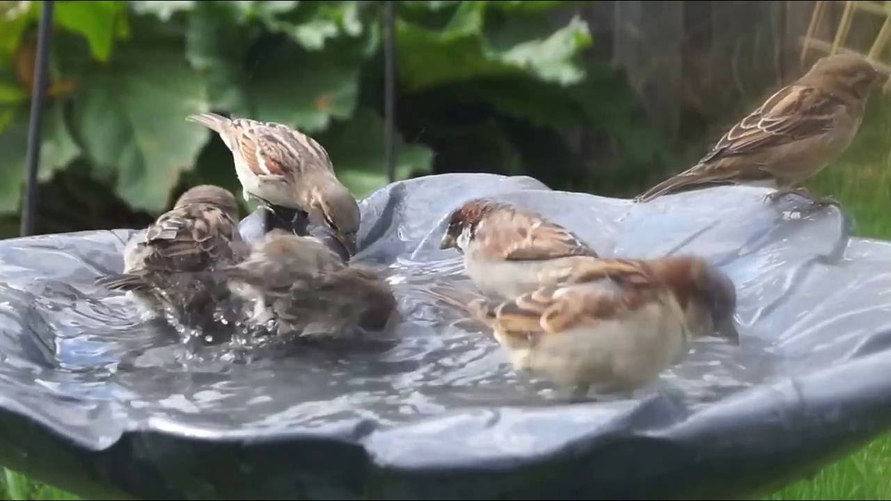 Young Beautiful Sparrows Having a Pool Party! Can you take a whole 6 minutes of bathing frenzy!