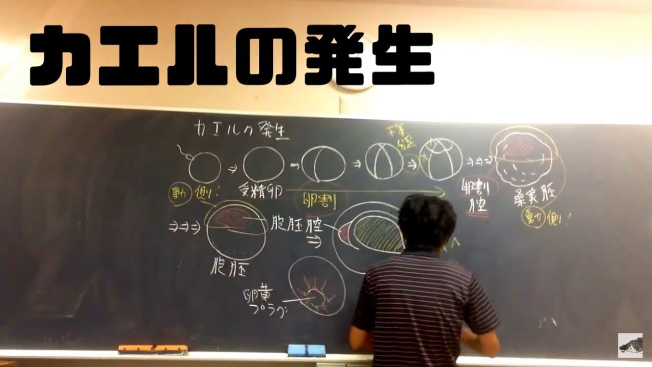 カエルの発生①（全体像）　高校生物
