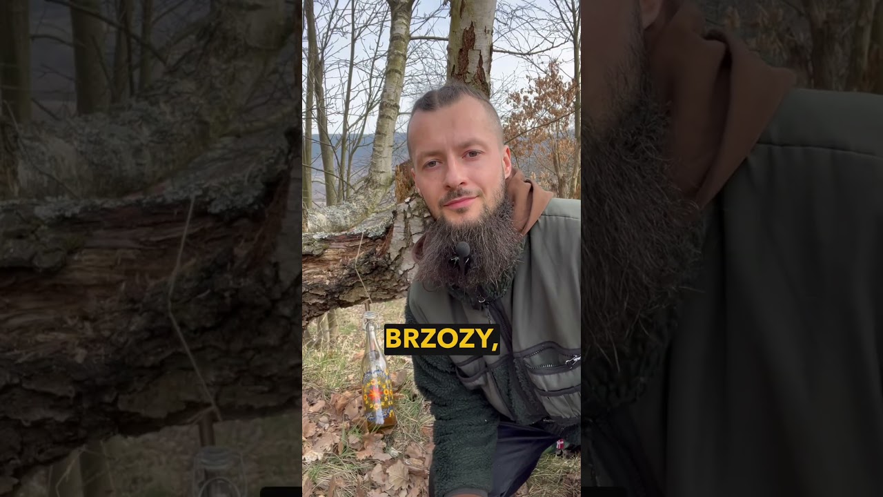 Sok z brzozy: uwagi i porady #sokzbrzozy #nawozy #polska #natura #zdrowie #wiosna #brzoza #oskoła