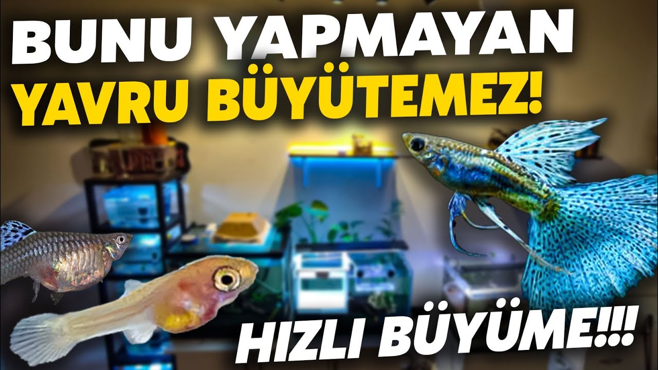 EVDE LEPİSTES ÜRETİMİ - Lepistes yavrularını nasıl hızlı büyütürüm? #lepistes #akvaryum