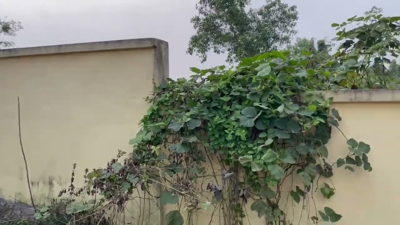 Ao Bắc Giang ngày thứ 8