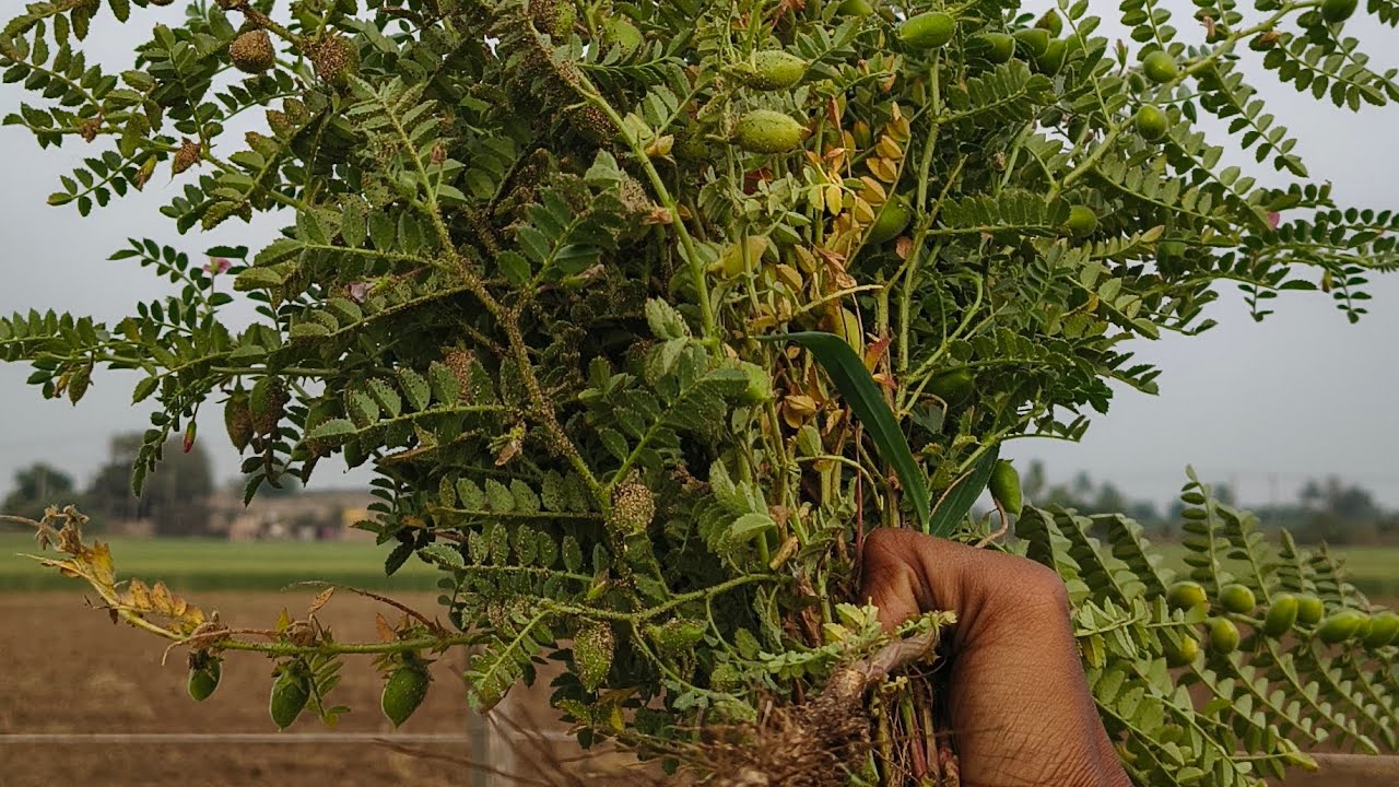 આજ અમે ખેતર આયા હતા ☺️