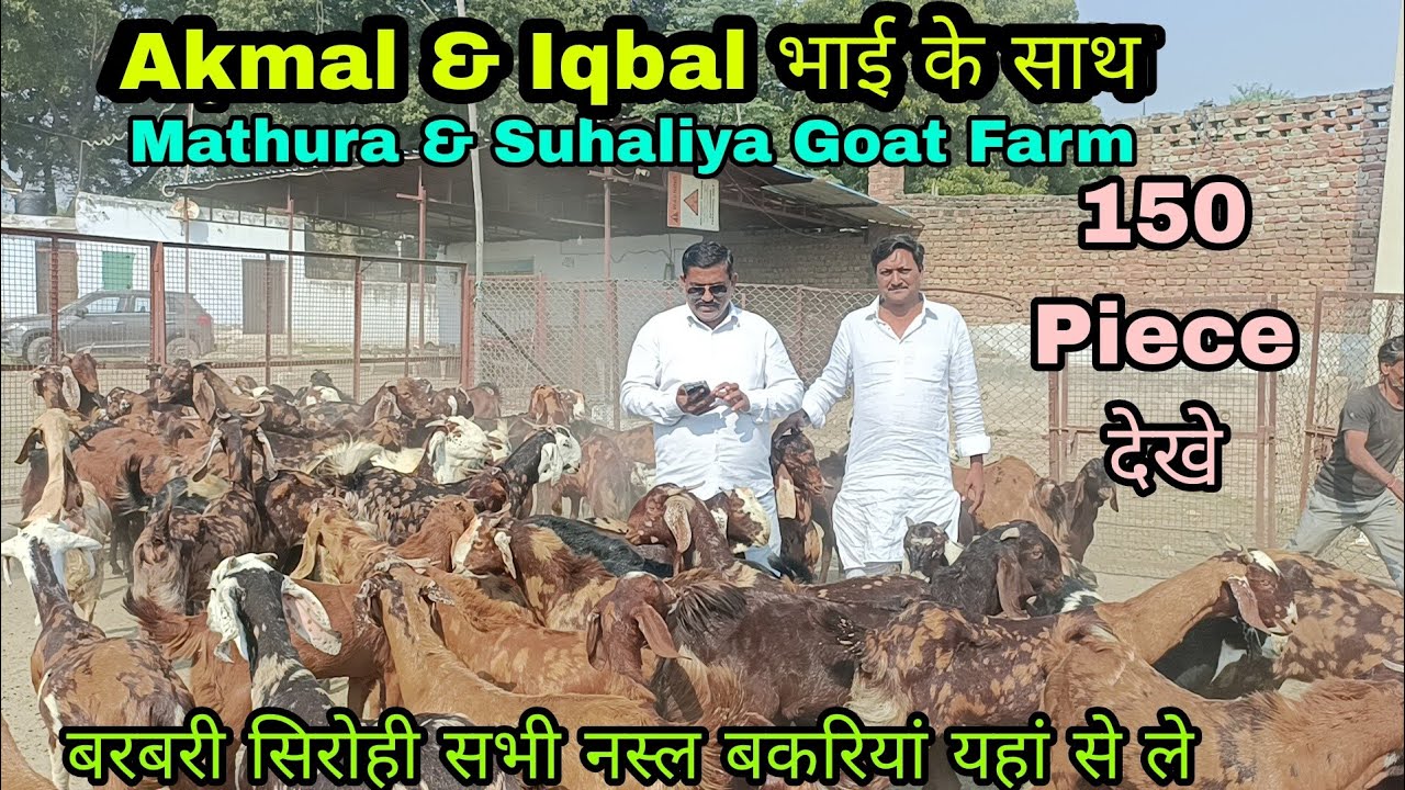Start with 5000 Serohi Bakre Hindustan ka number one Mathura & Suhaliya Goat Farm Mathura