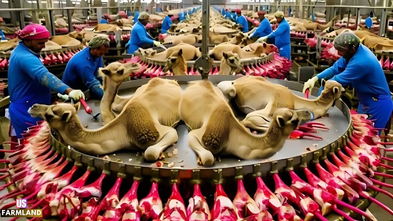 Camel Farming and Camel Meat Processing Factory