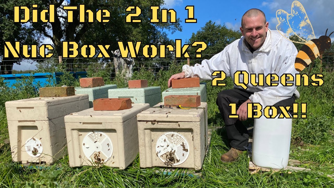 Splitting The BS Honey Bees 2 in 1 Nuc Box...Did both Colonies Accept Their New Queen!?