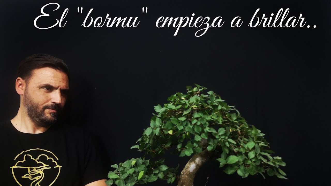 Olmo minor, una especie espectacular!!!!