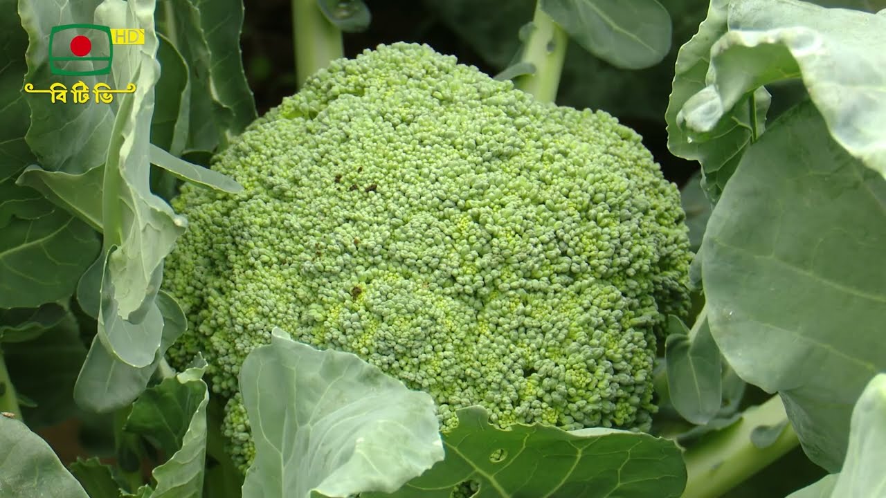 মাটি ও মানুষ- কৃষি উন্নয়ন ভিত্তিক অনুষ্ঠান