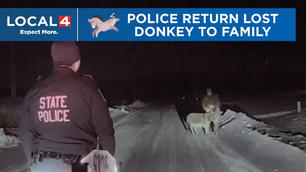 Michigan State Police rescue miniature donkey after escape in Holly Township