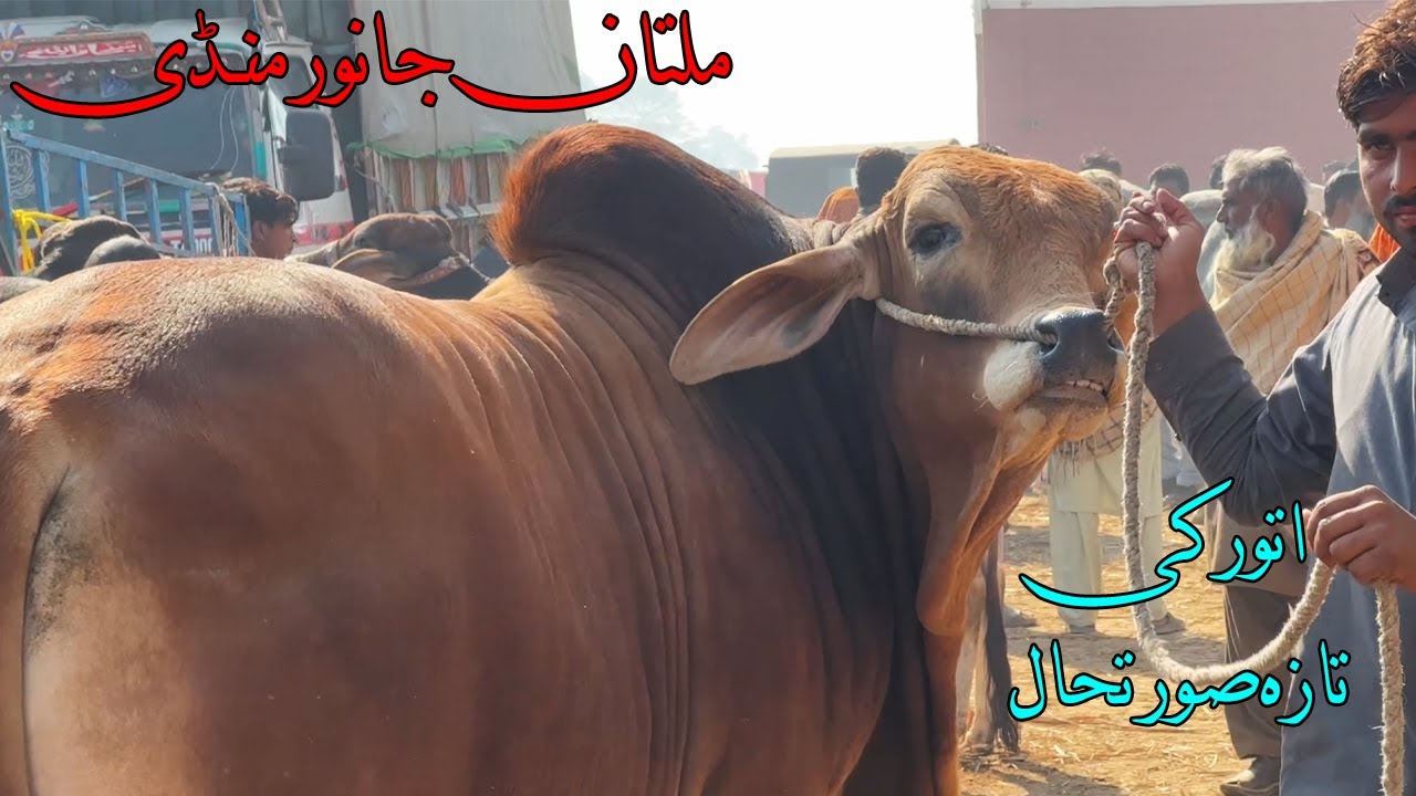 GIANT BEAUTIES OF MULTAN COW MANDI  @SSTvs