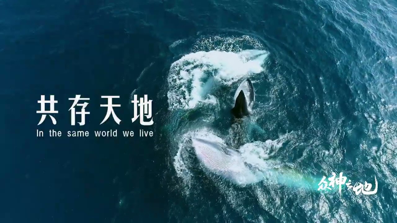 【The king's terrotory】共存天地 我们该如何相处？| 众神之地 剧情版预告片