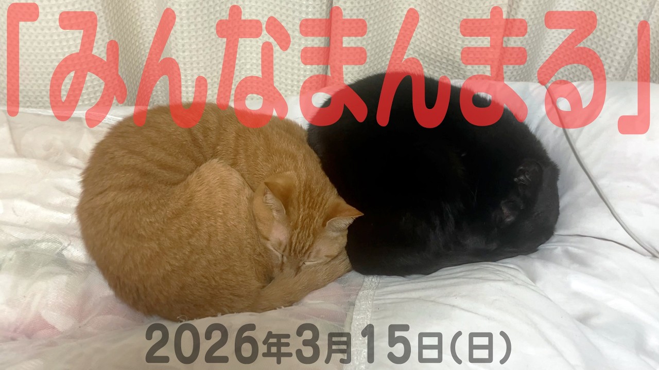 我が家の猫たち「みんなまんまる」2026年3月15日(日) 