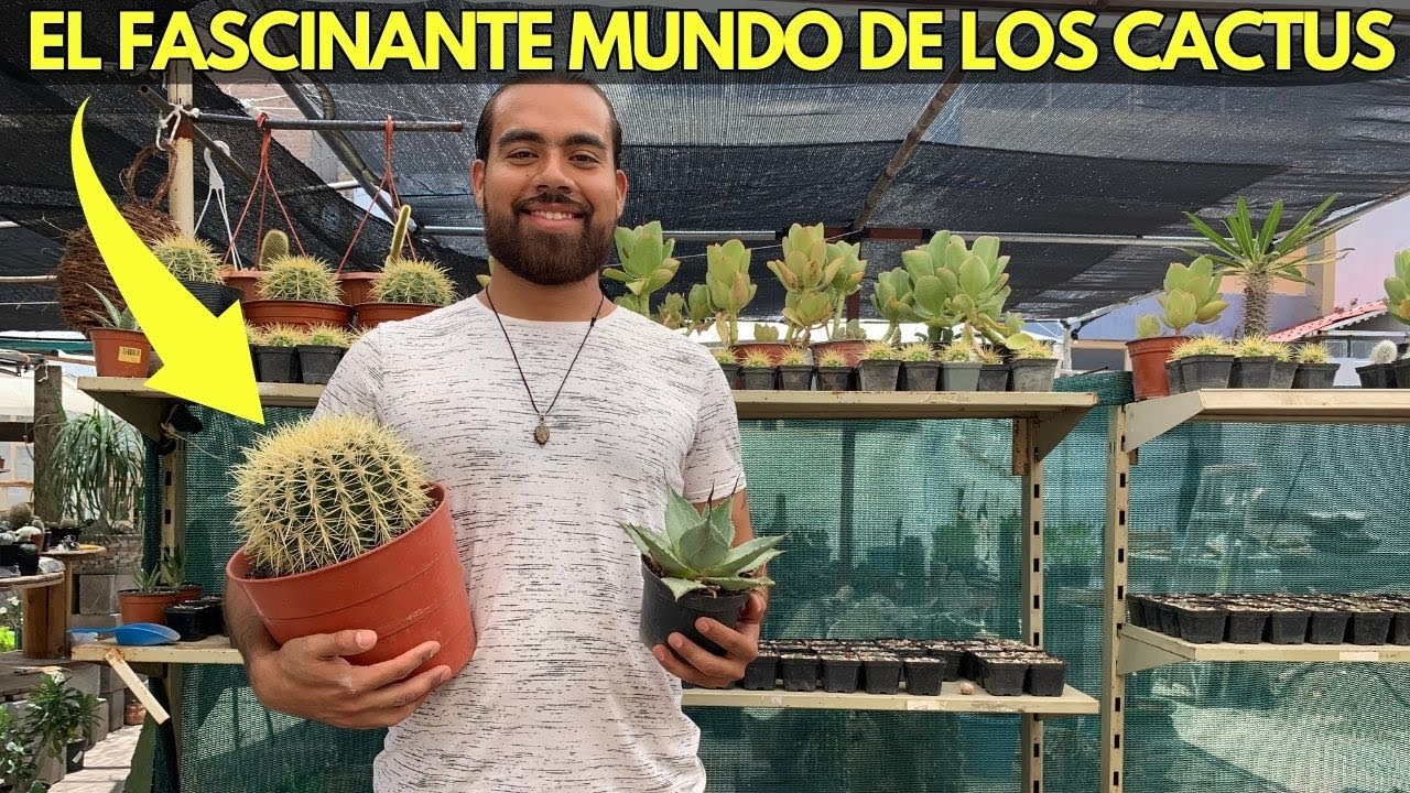 COMO CUIDAR CACTUS EN CASA: CONSEJOS DE UN EXPERTO. 🌵
