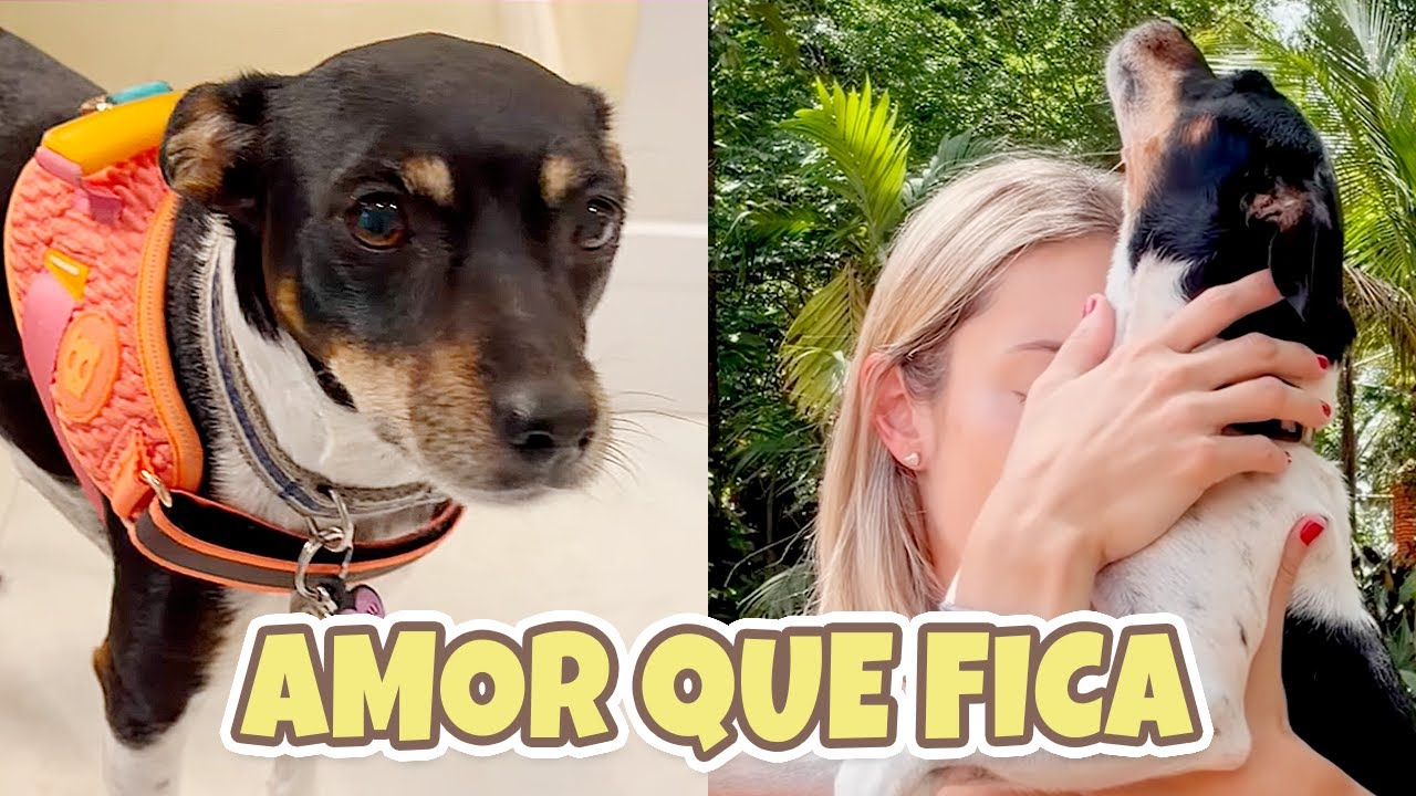 POR QUE DÓI TANTO PERDER UM PET 🐶💔