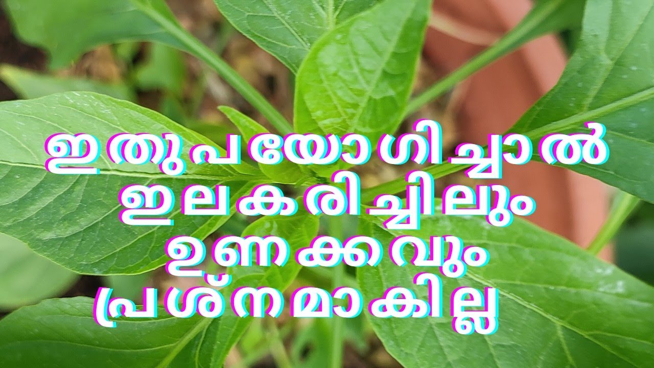 ഇതുപയോഗിച്ചാൽ ഇല കരിച്ചിലും ഉണക്കവും പ്രശ്നമാവില്ല # namukkumkrishicheyyam