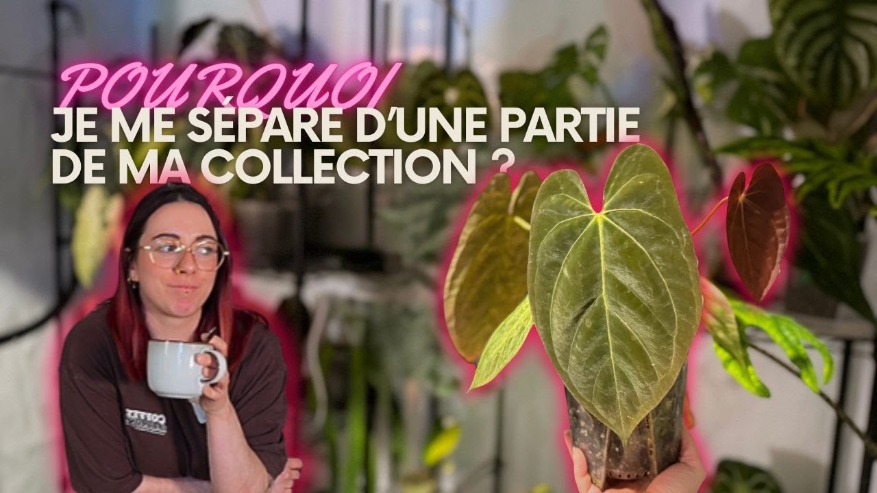 Réaménagement + tri de ma serre: une partie de ma collection va disparaitre