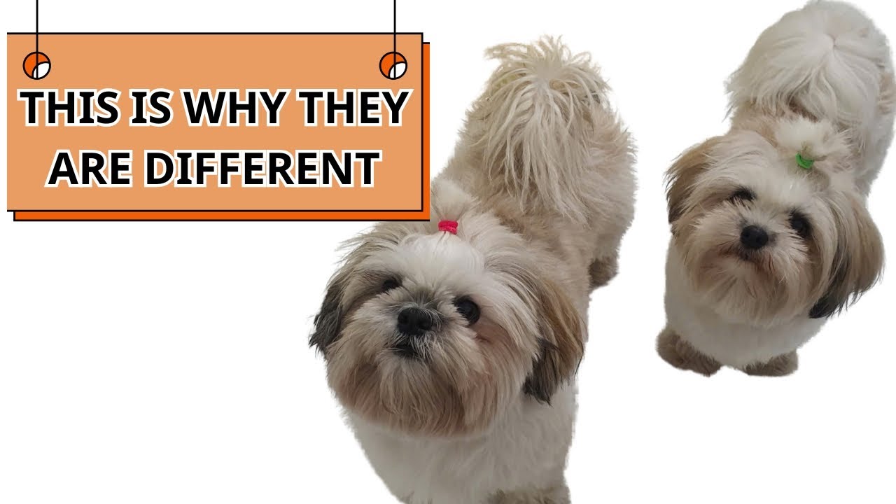 6 Ways Shih Tzus Are Different From Other Dogs