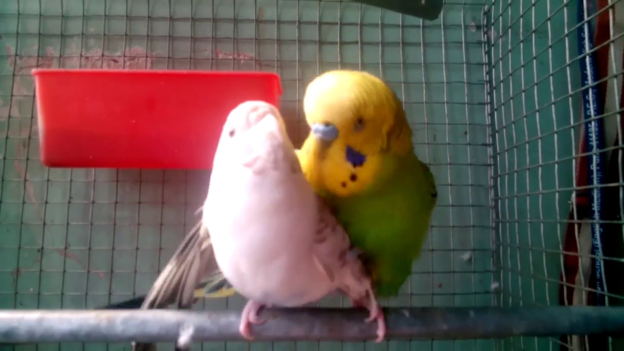 Budgie mating call