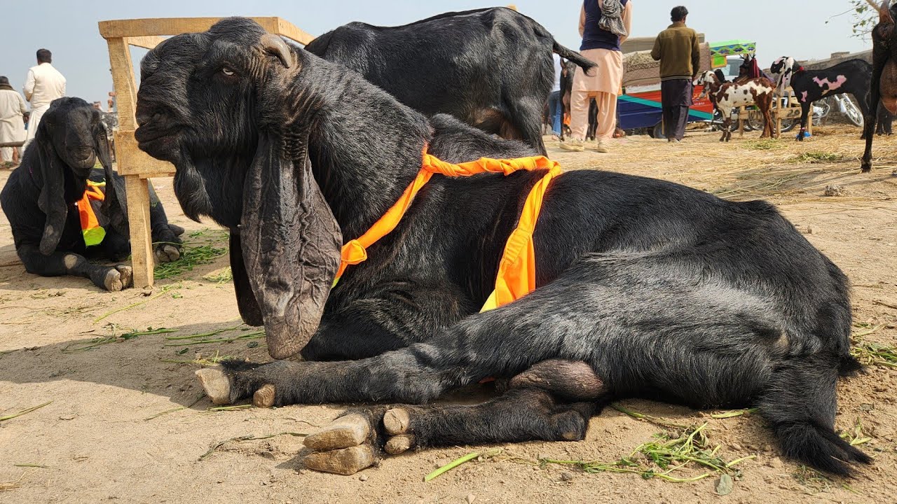 Biggest Amritsari Breader Bakray or Pregnant Bakriyan In Bakra Mandi Sahiwal 