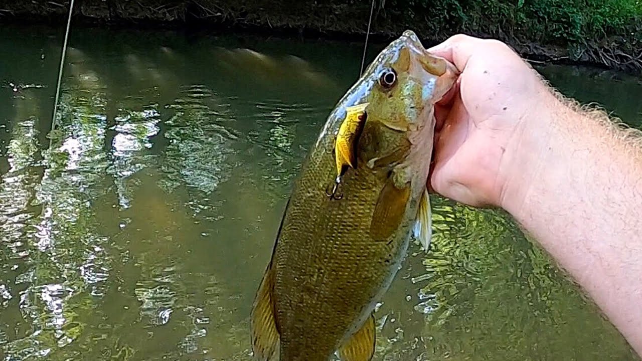 Creek Smallmouth vs Rebel Grasshopper! Bass Fishing The Hocking River ( Ohio )