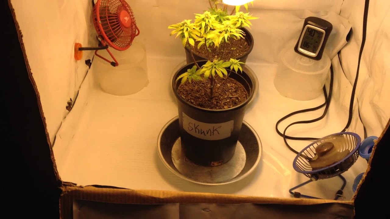Micro Grow CFL -1 Month Into Flower