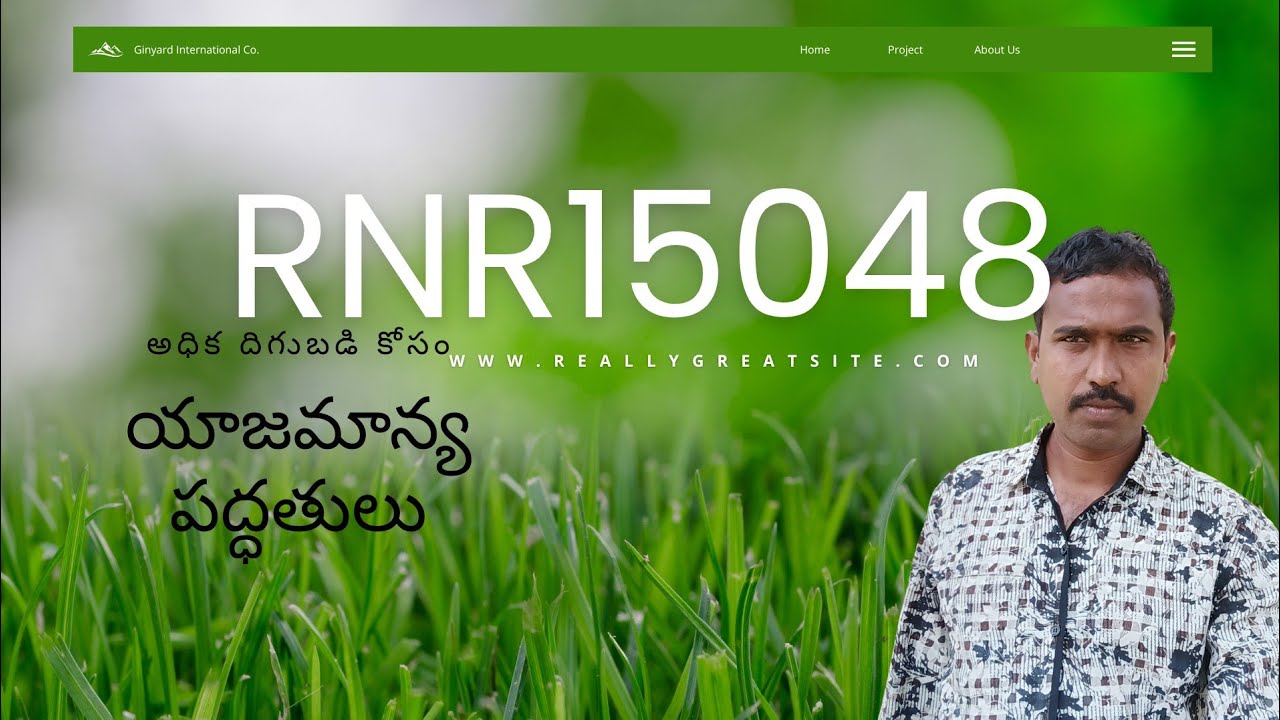 RNR 15048 వరి నారుమడి జాగ్రత్తలు – దిగుబడి పెంచే టిప్స్ రైతులకు@ManaRaithutv #manaraithutv #farming