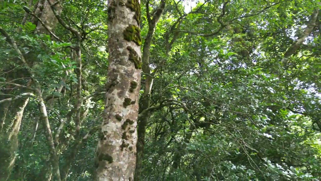 Reserva Curi-Cancha, Costa Rica 0015
