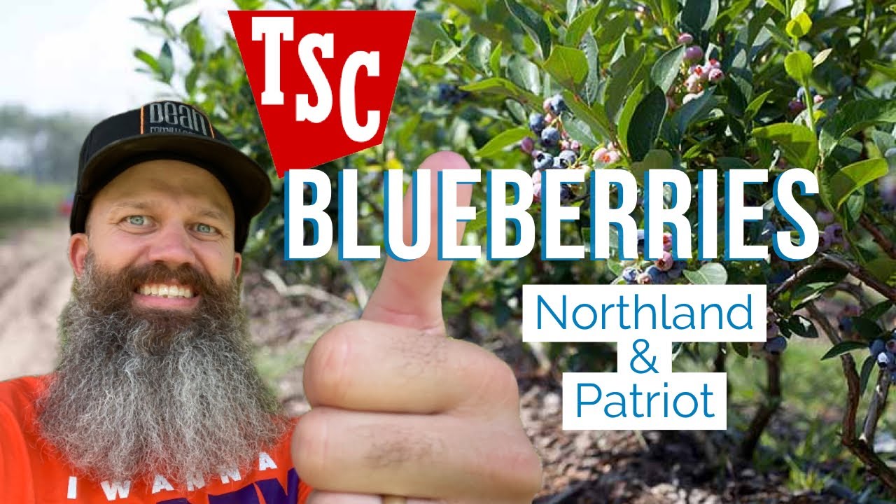 Черника от Tractor Supply, стоит ли она своих денег? Высокорослая черника Patriot & Northland EP 105