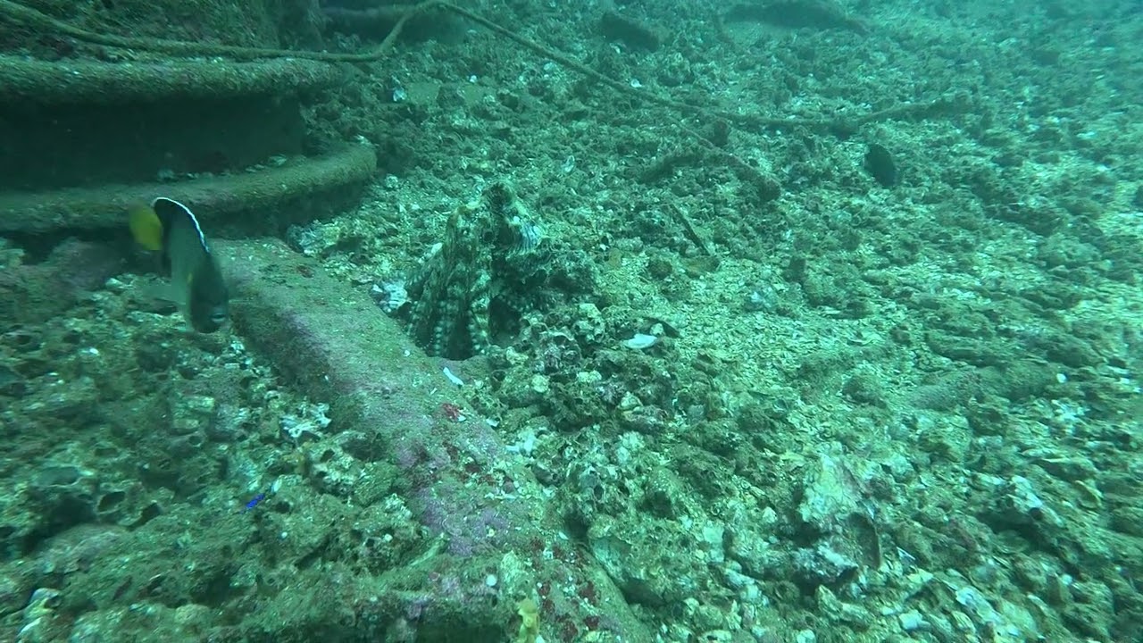 Octopus - Sierra Wreck