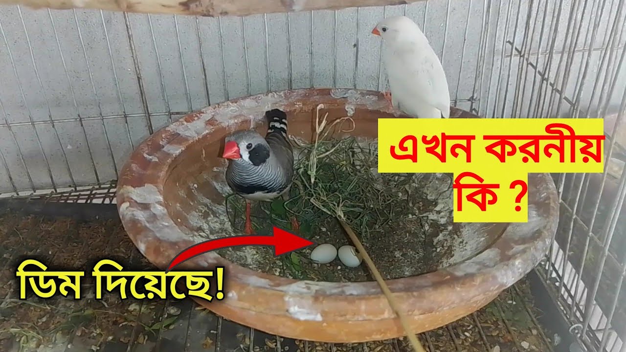 ফিঞ্চ পাখি ডিম দিলে করনীয় কি | ফিঞ্চ পাখি পালন পদ্ধতি | Breeding finch bird care
