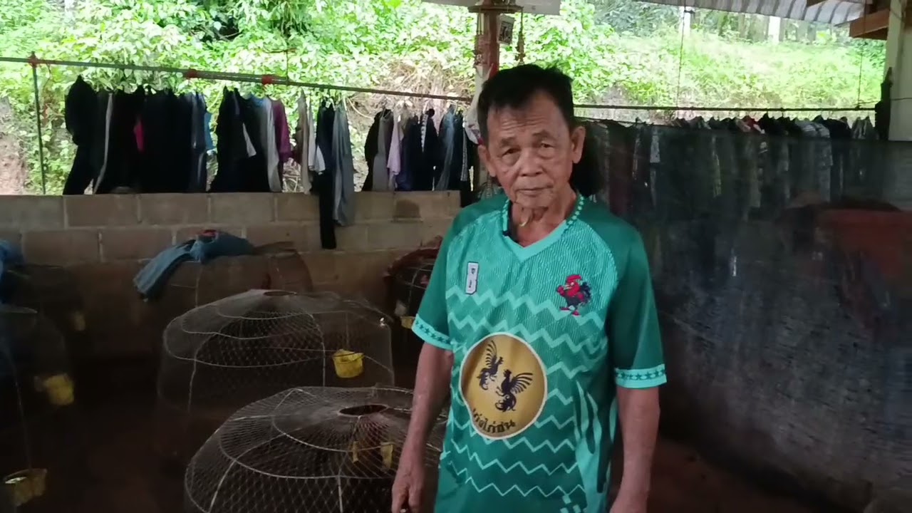 เข้ามาดูสนามคัดไก่ป๋ายูรวันนี้