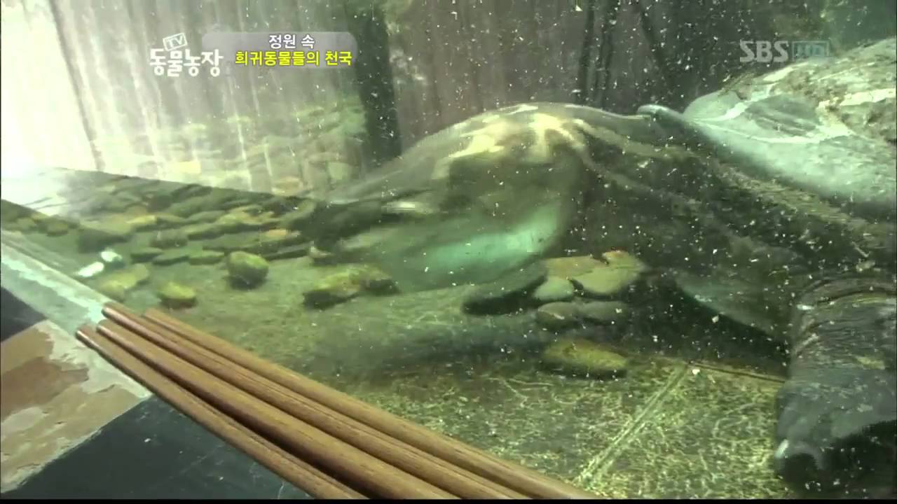 TV동물농장(506회)_05