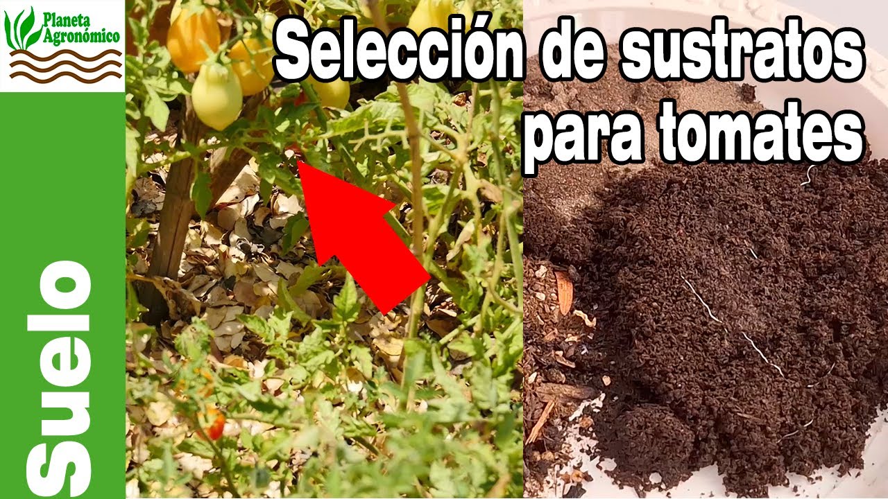Cómo seleccionar el mejor sustrato para tomates🍅🍅 usando el principio del término medio