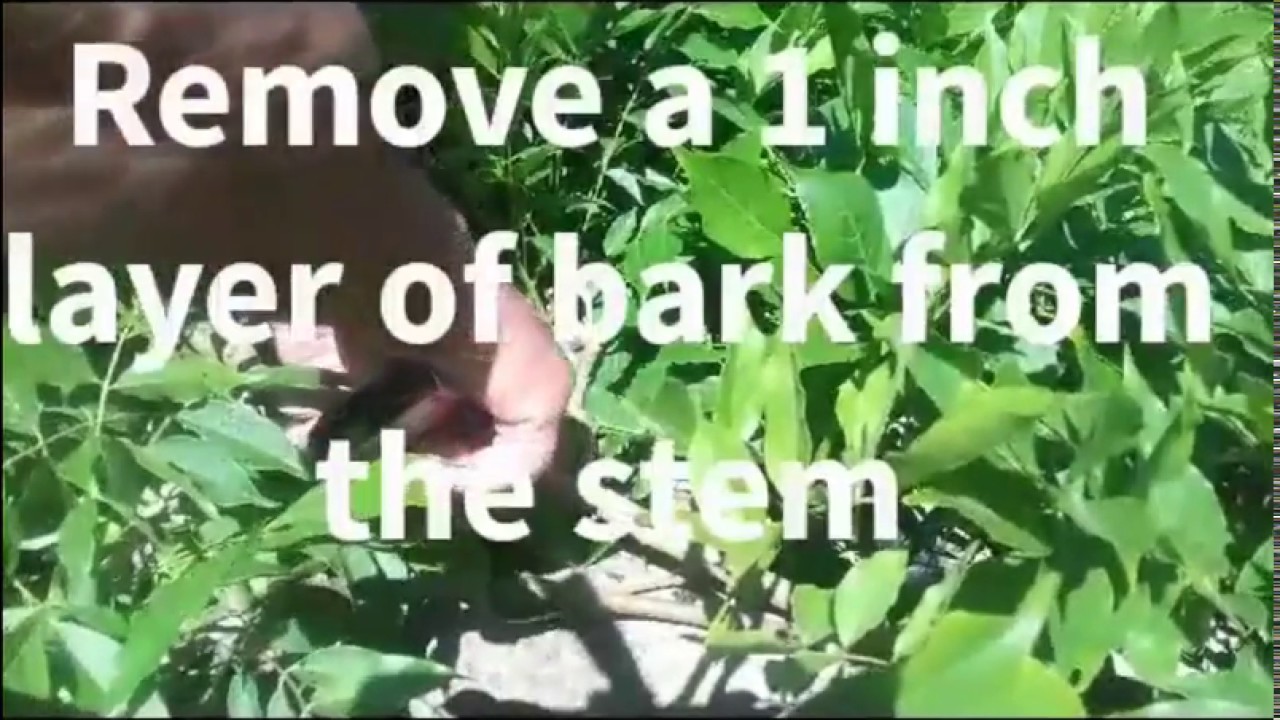 How to Air Layer a Wisteria