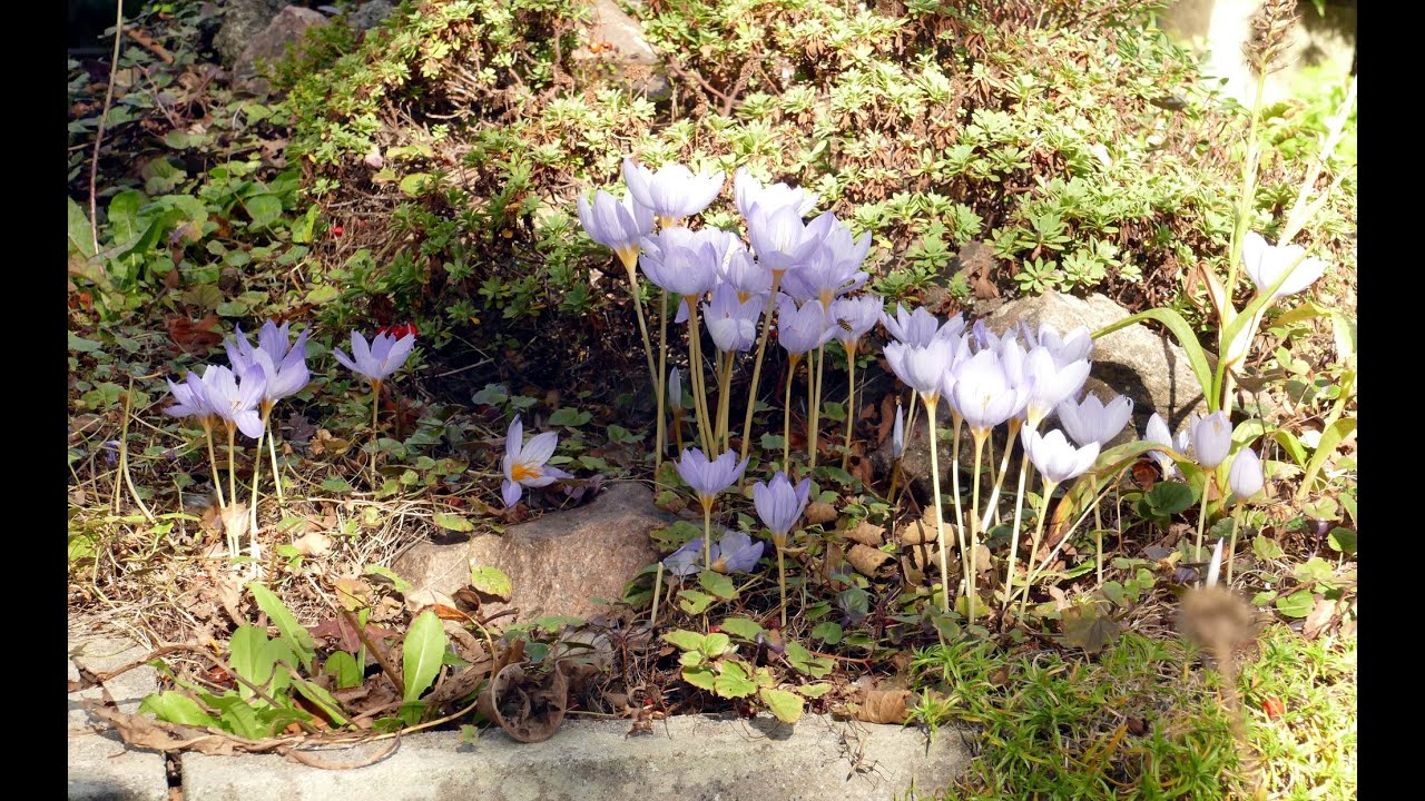 Bulb Log Video Diary   Garden walk 18 09 25. Beauty rises through the chaos of the Autumn detritus.