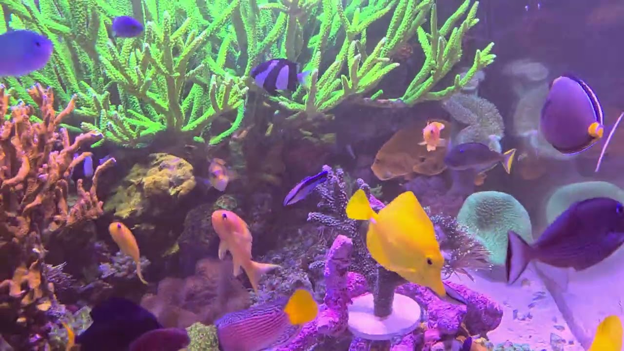 My 600 gallon Coral Reef, 4 year Anniversary in June '25. #coral #coralreef #reeftank #aquarium #sps