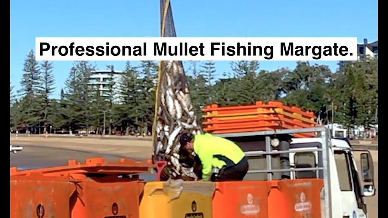 Professional MULLET FISHING Margate, Redcliffe, Queensland.