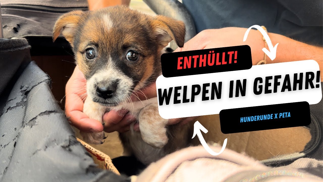 🚫 Schockierende Wahrheit: Der dunkle Welpenhandel zwischen Polen & Deutschland!