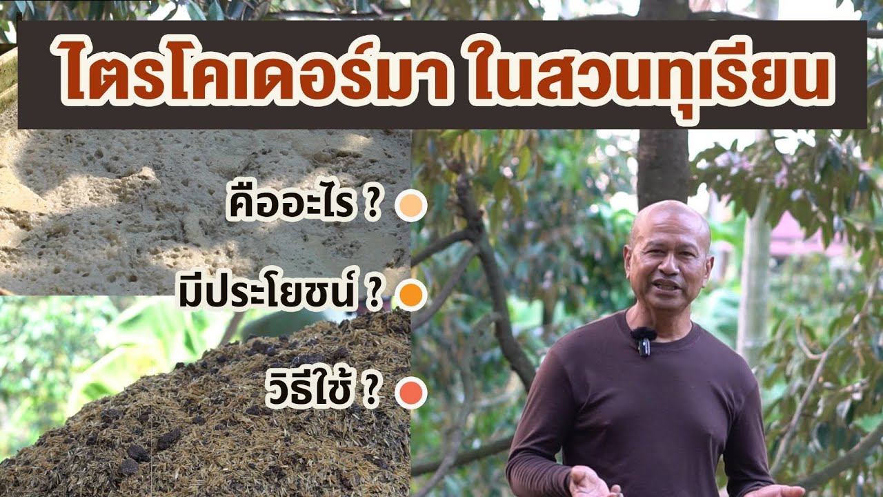 สวนตาก้าน ('67) ไตรโคเดอร์มา ในสวนทุเรียน