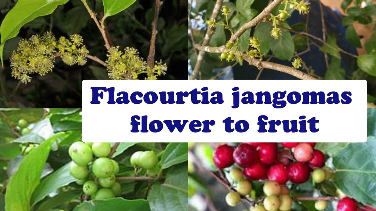 Flacourtia jangomas flower to fruit || Scramberry growing stages from flower to fruit