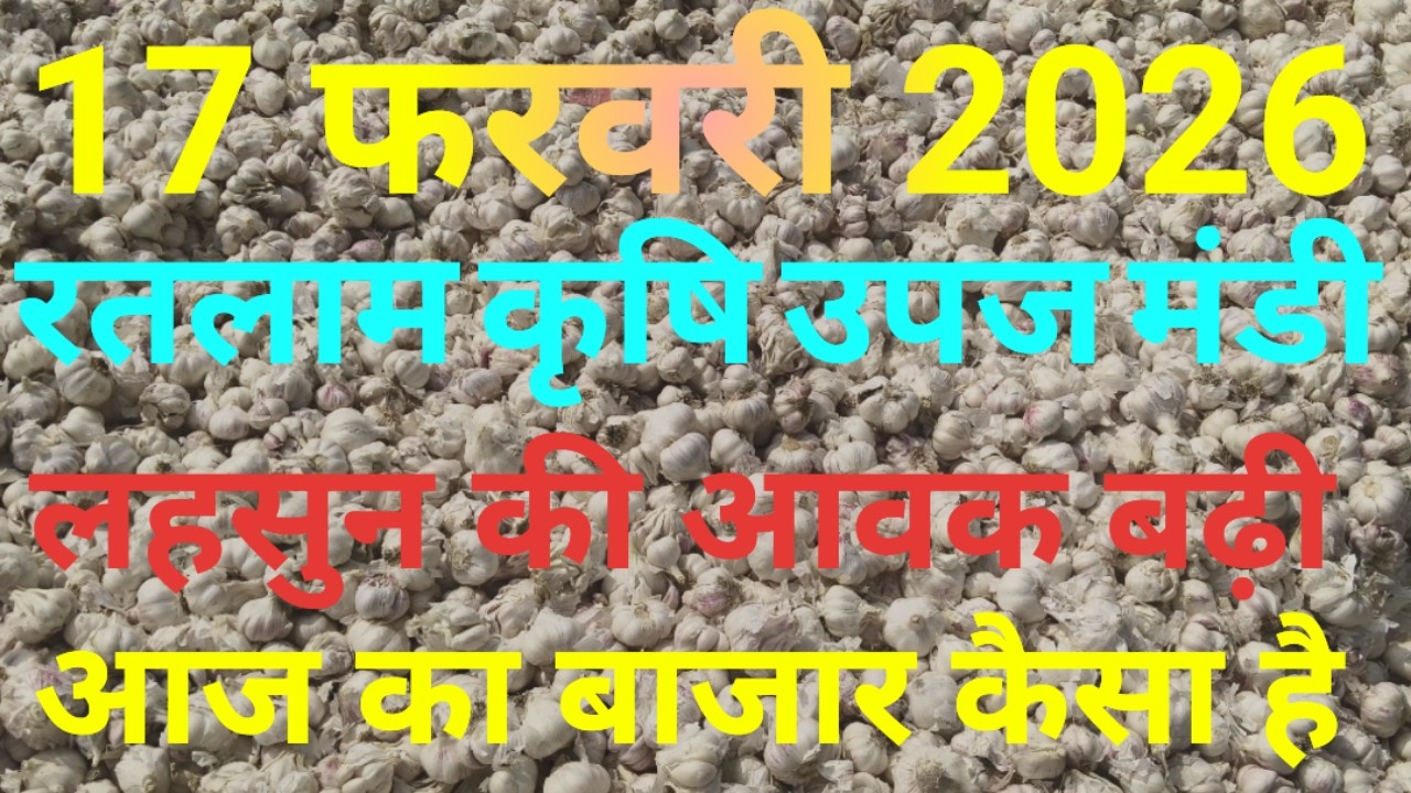 Ratlam mandi lahsun bhav today। रतलाम मंडी लहसुन भाव। ratlam mandi lahsun bhav today। #garlic