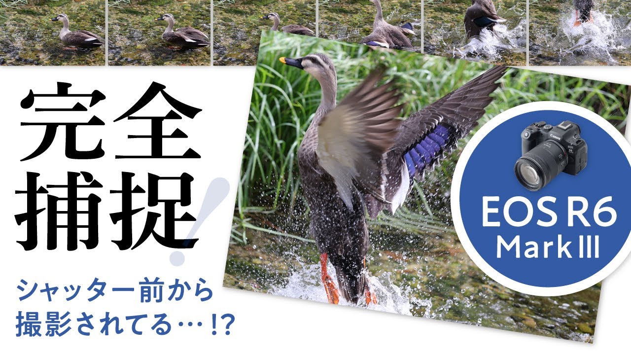 EOS R6 Mark IIIのプリ連続撮影が神機能すぎた！高速連写×爆速AFで野鳥撮影が変わる