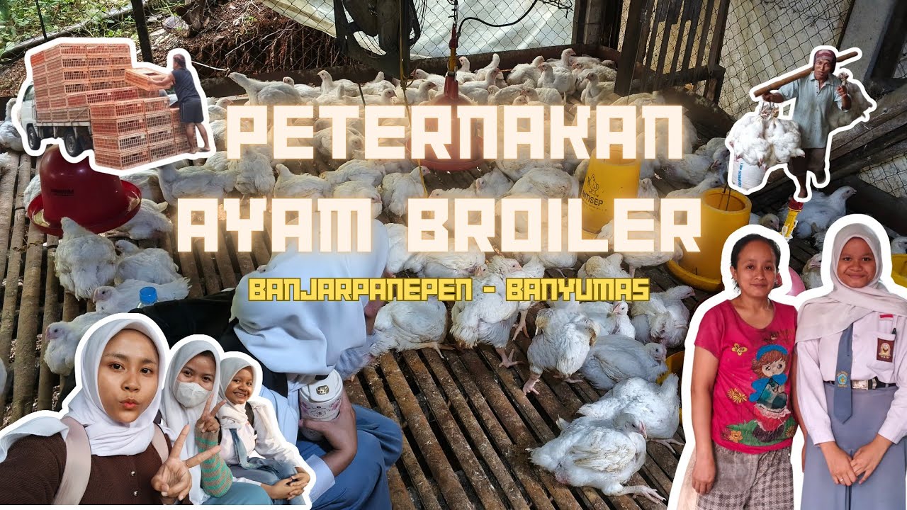 🐔Peternakan Ayam Broiler 🐔 - Tugas PKWU 