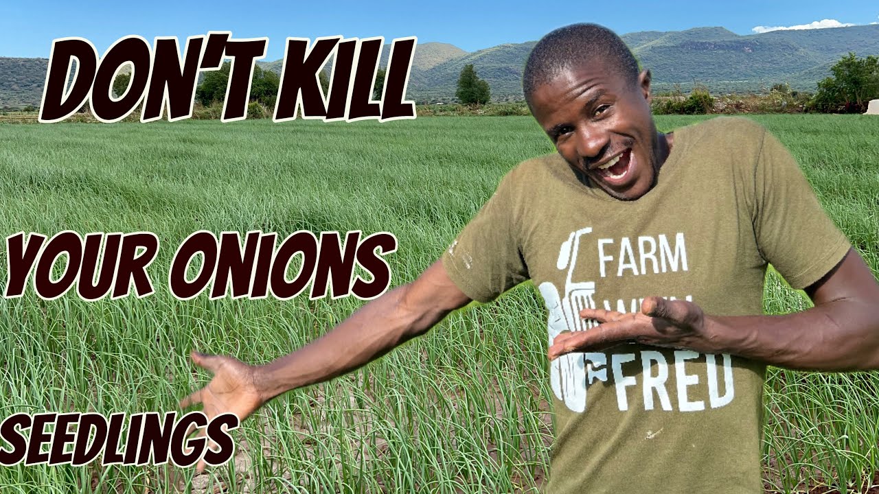 Onions farming: Don’t use Herbicide in your onions Nursery it will kill all your seedlings (Epd 16)