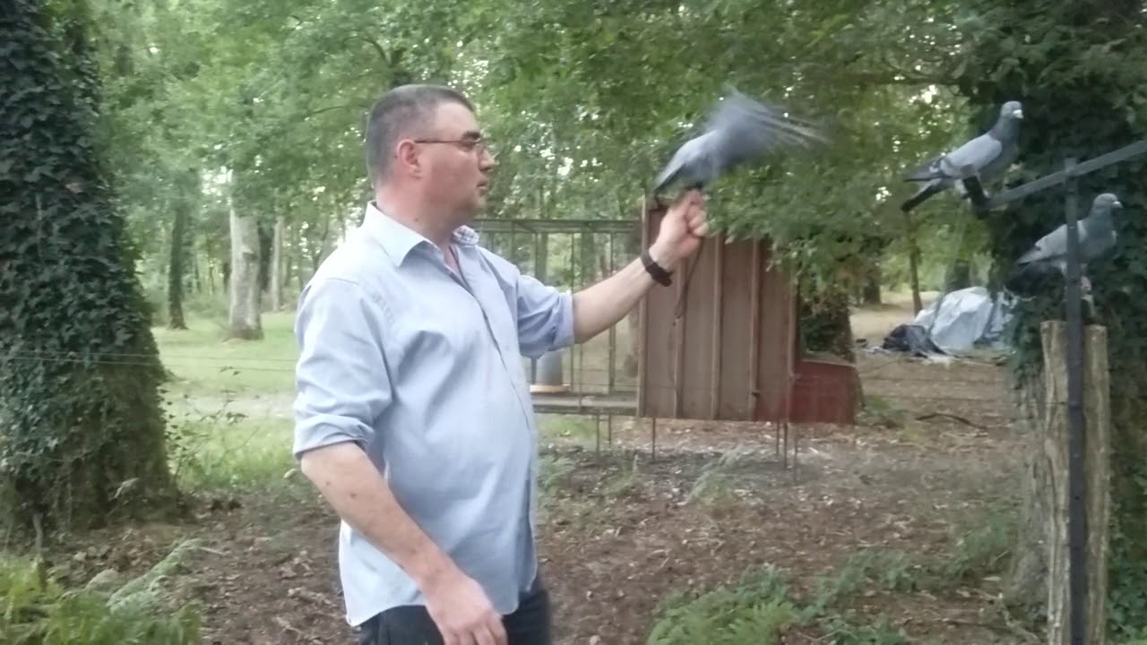 palombe.org   Comment entrainer les pigeons en va et vient ?